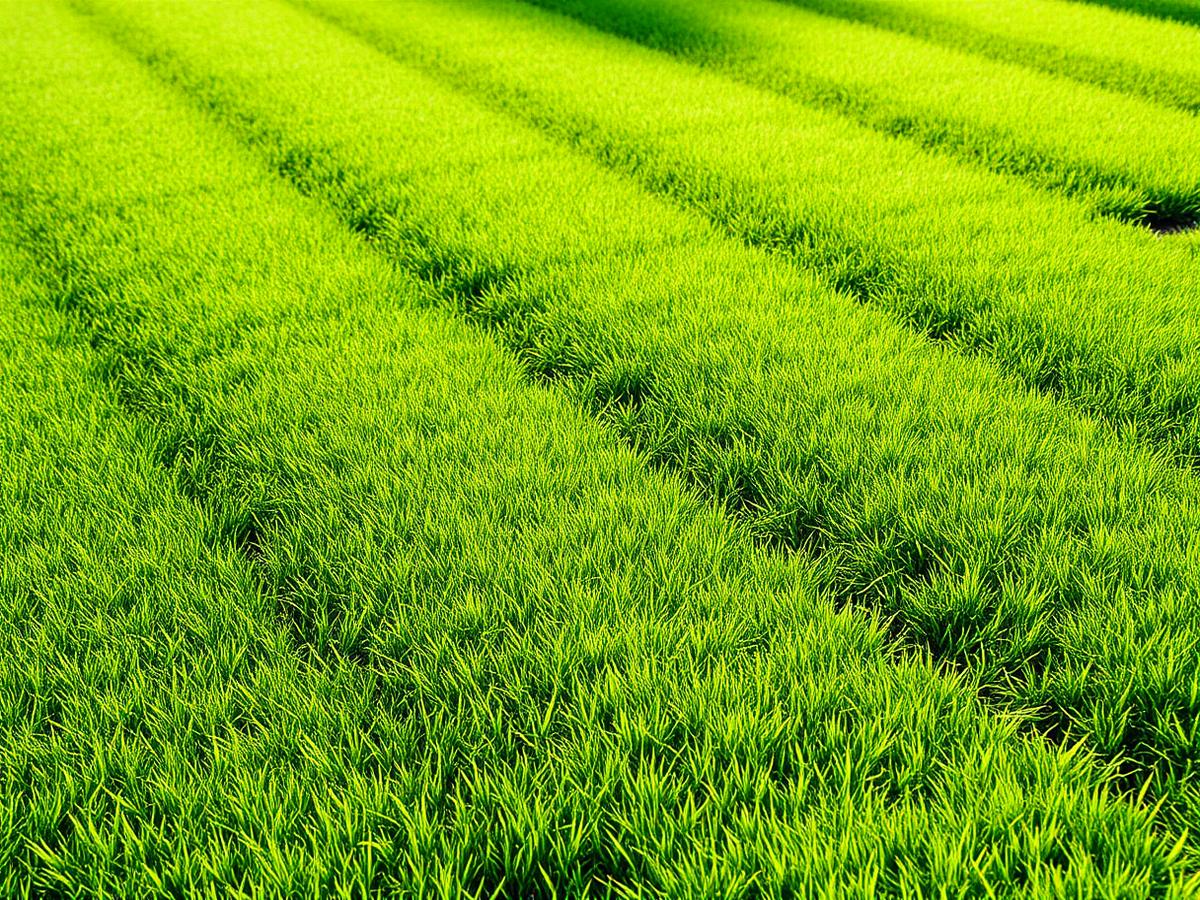 Freshly mowed lawn with clean stripes